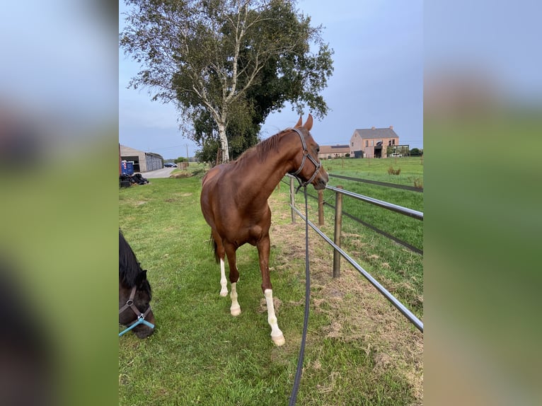 Arabian horses Mare 14 years 14,1 hh Chestnut-Red in Turnhout