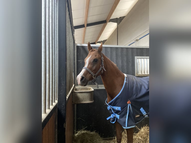 Arabian horses Mare 14 years 14,1 hh Chestnut-Red in Turnhout