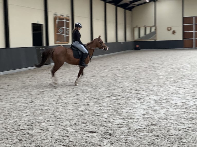 Arabian horses Mare 14 years 14,1 hh Chestnut-Red in Turnhout