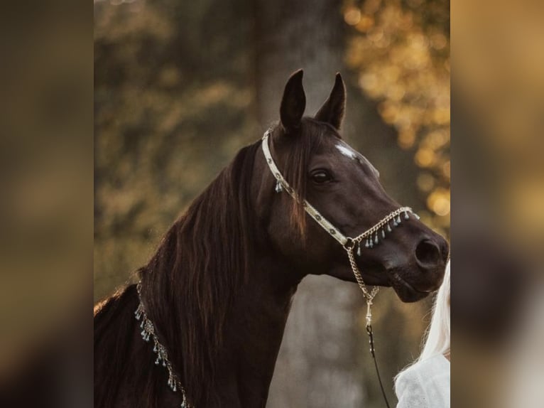 Arabian horses Mare 14 years 14,2 hh Bay-Dark in Oberbüren