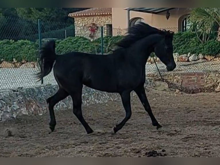 Arabian horses Mare 14 years 14,2 hh Black in La xara