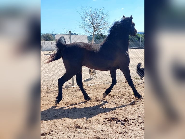 Arabian horses Mare 14 years 14,2 hh Black in La xara