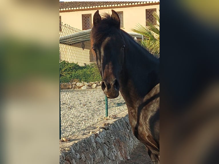 Arabian horses Mare 14 years 14,2 hh Black in La xara