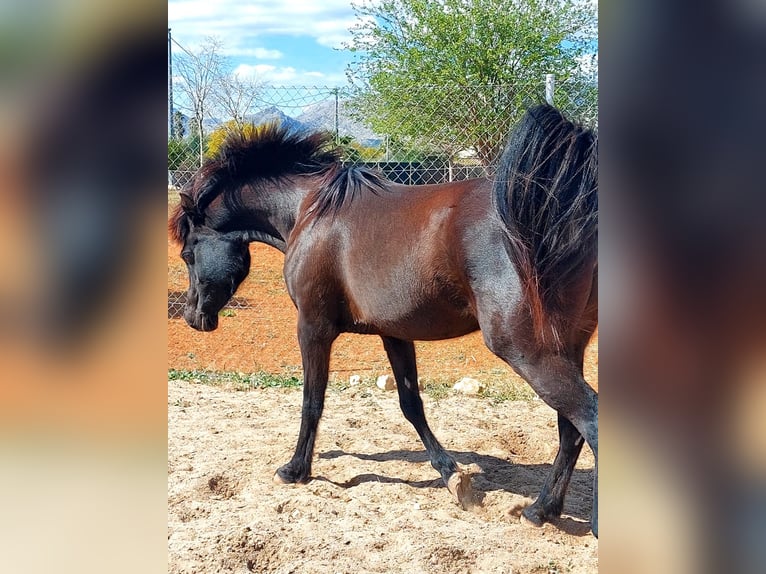 Arabian horses Mare 14 years 14,2 hh Black in La xara