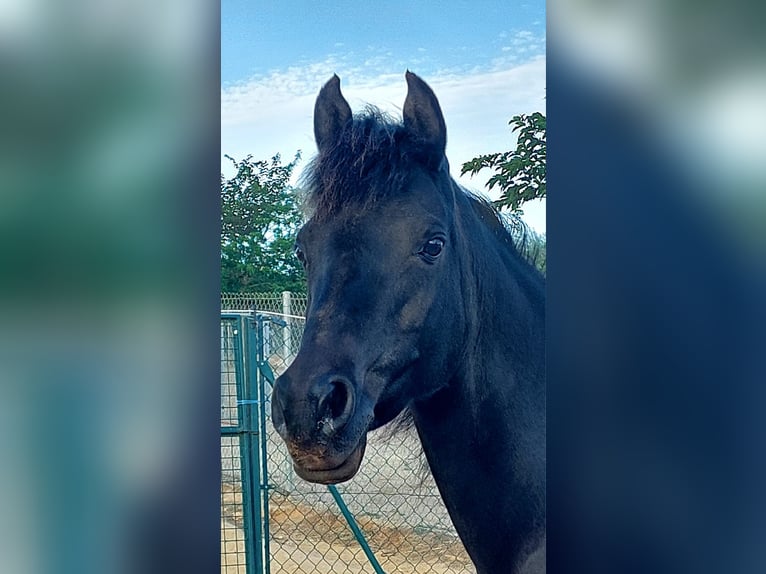 Arabian horses Mare 14 years 14,2 hh Black in La xara