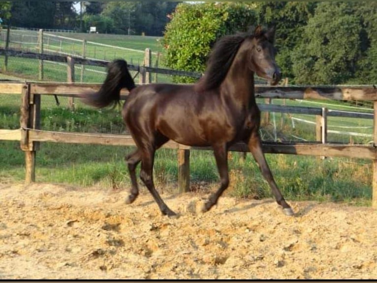 Arabian horses Mare 14 years 14,2 hh Black in La xara