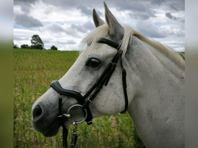 Arabian horses Mare 14 years 14,2 hh Grey in Barchfeld