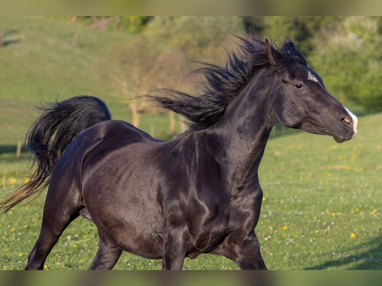 Arabian horses Mare 14 years 15,1 hh Black in Hobro