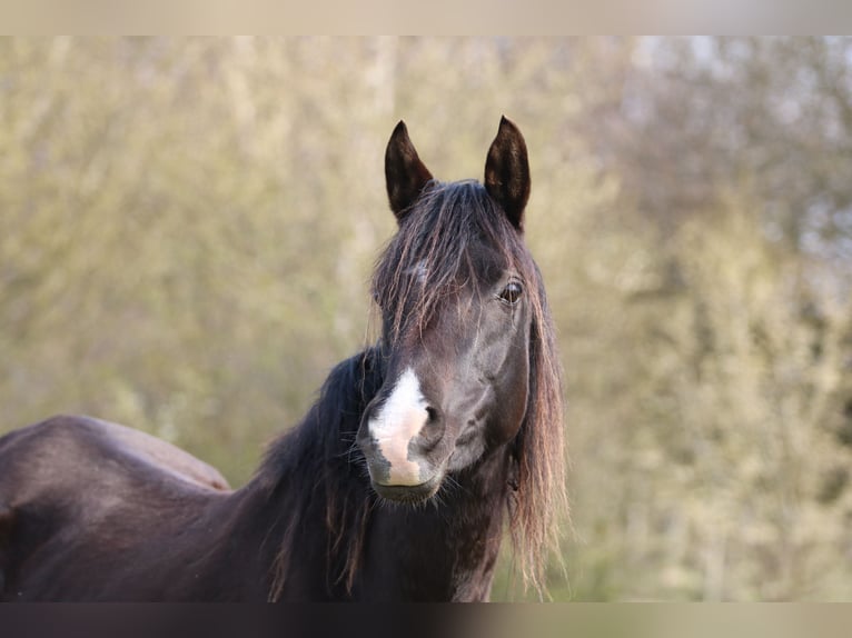 Arabian horses Mare 14 years 15,1 hh Black in Hobro