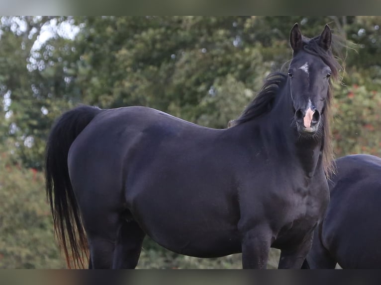 Arabian horses Mare 14 years 15,1 hh Black in Hobro