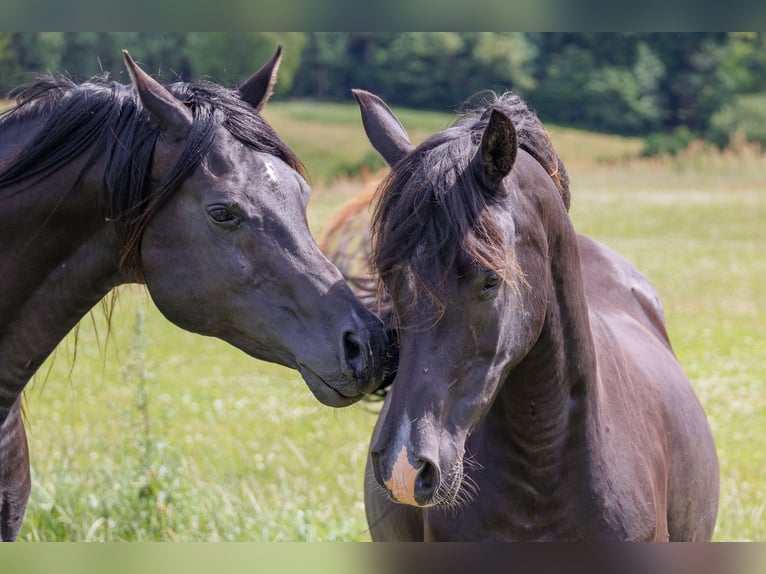 Arabian horses Mare 14 years 15,1 hh Black in Hobro