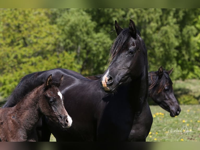 Arabian horses Mare 14 years 15,1 hh Black in Hobro