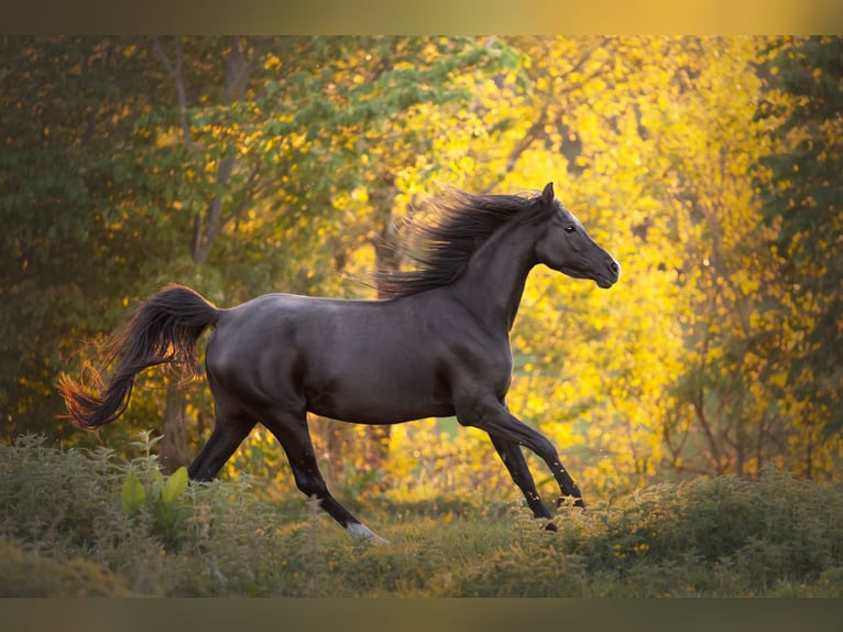 Arabian horses Mare 14 years 15,1 hh Black in Hobro