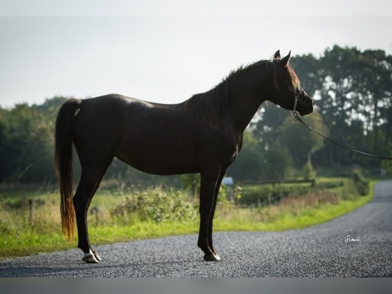 Arabian horses Mare 14 years 15,1 hh Black in Hobro