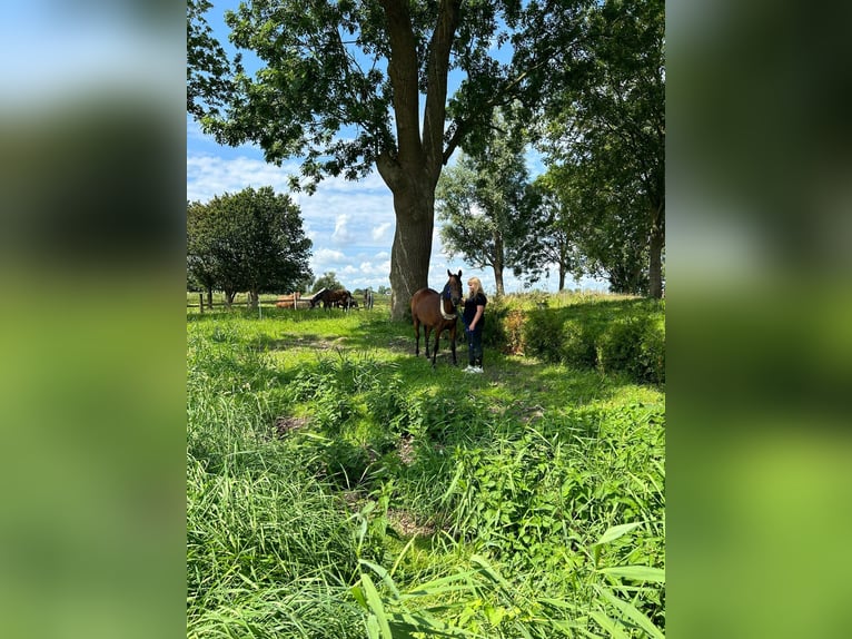 Arabian horses Mare 14 years 15 hh Brown in Witzwort