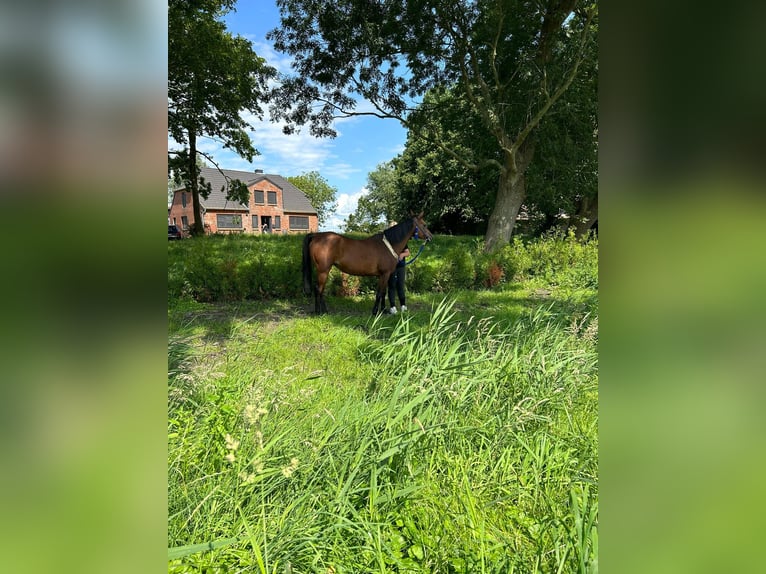 Arabian horses Mare 14 years 15 hh Brown in Witzwort