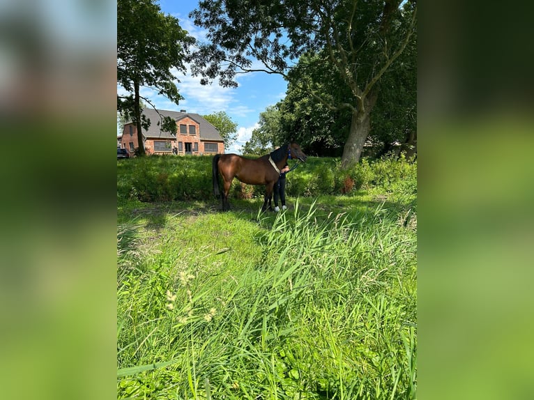 Arabian horses Mare 14 years 15 hh Brown in Witzwort