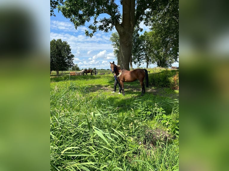 Arabian horses Mare 14 years 15 hh Brown in Witzwort