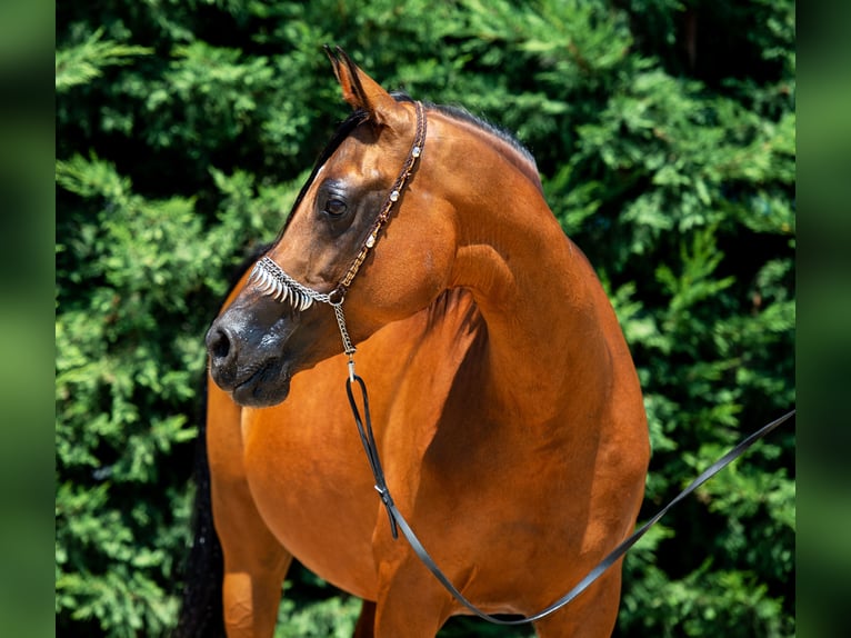 Arabian horses Mare 14 years in Kisbér