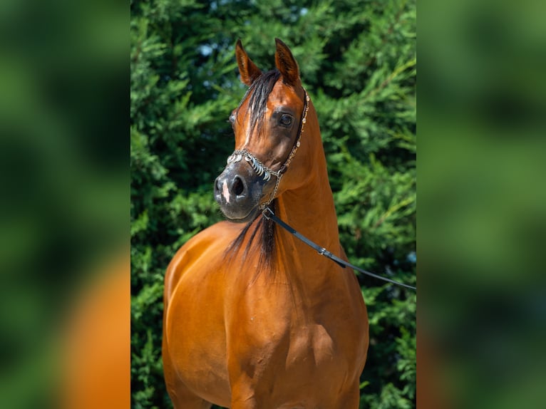 Arabian horses Mare 14 years in Kisbér