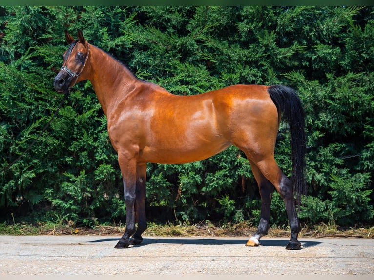 Arabian horses Mare 14 years in Kisbér