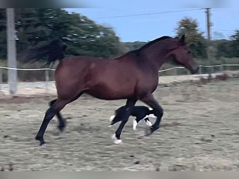 Arabian horses Mare 14 years Brown in Chimay