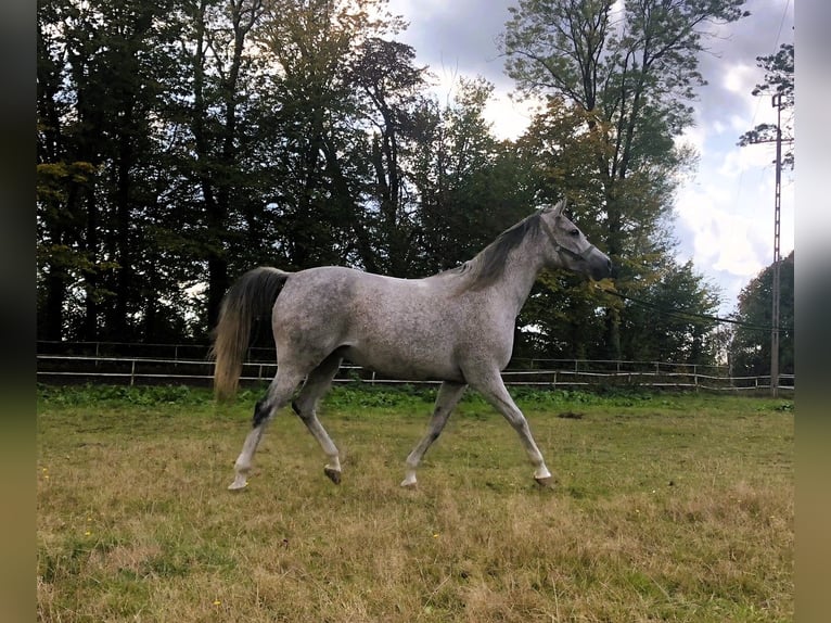 Arabian horses Mare 14 years Gray in Janów Podlaski