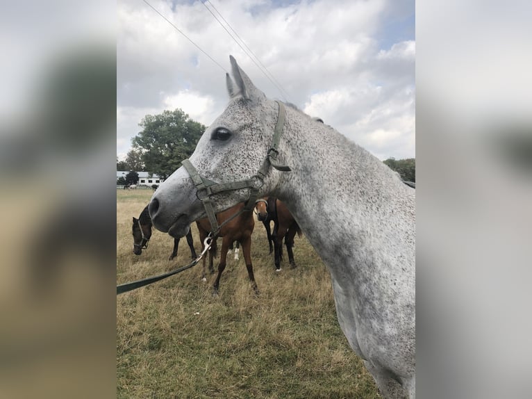 Arabian horses Mare 14 years Gray in Janów Podlaski