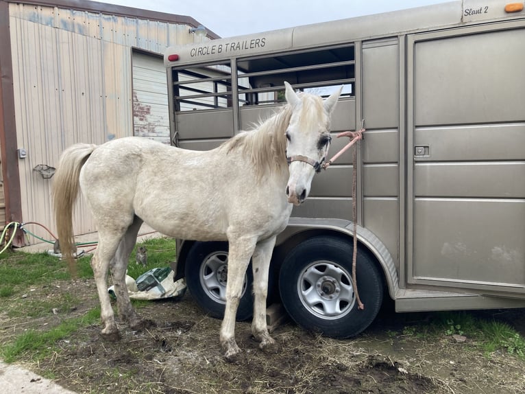 Arabian horses Mare 15 years 14,1 hh Gray in Red Oak Tx