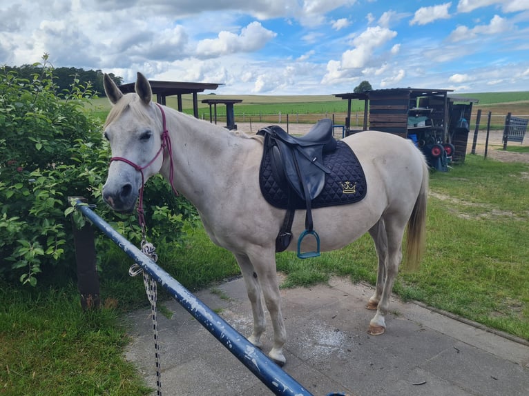 Arabian horses Mix Mare 15 years 14,2 hh Dun in Heidenau