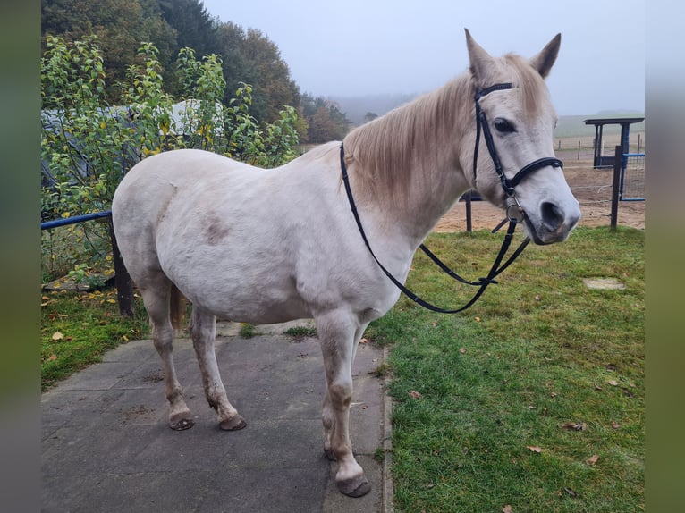 Arabian horses Mix Mare 15 years 14,2 hh Dun in Heidenau