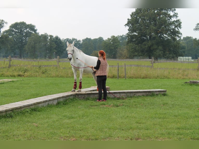 Arabian horses Mix Mare 15 years 14,2 hh Dun in Heidenau