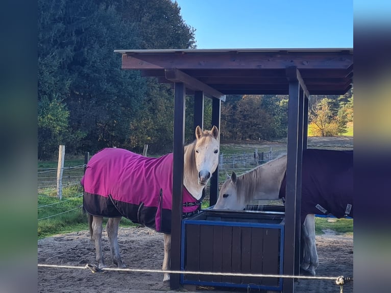 Arabian horses Mix Mare 15 years 14,2 hh Dun in Heidenau