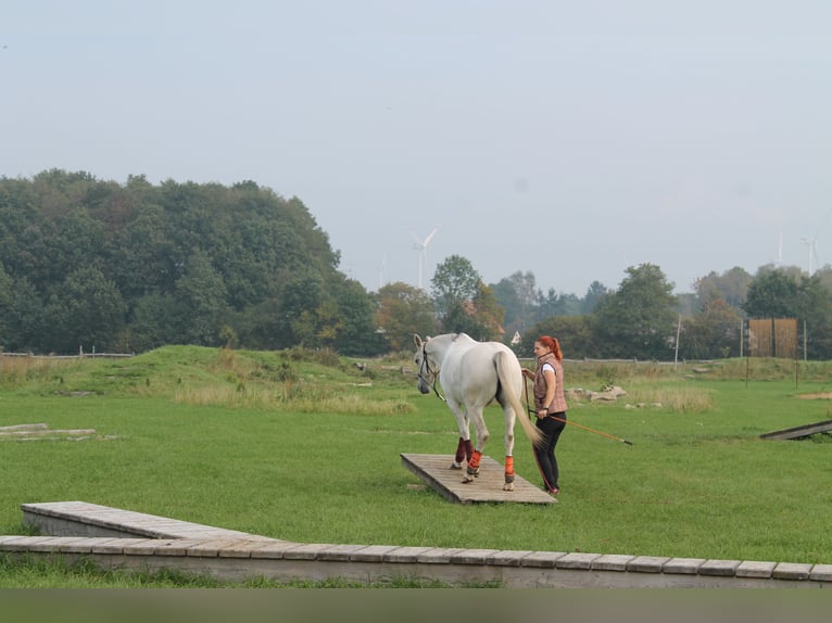 Arabian horses Mix Mare 15 years 14,2 hh Dun in Heidenau