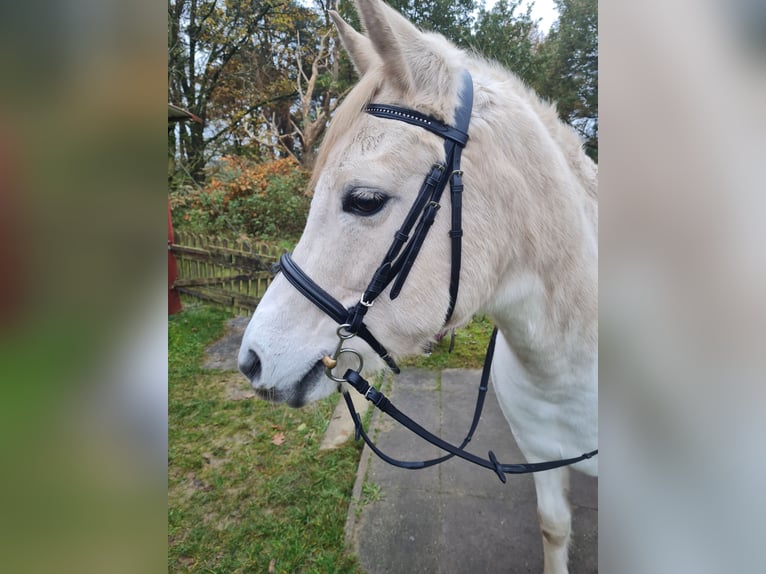 Arabian horses Mix Mare 15 years 14,2 hh Dun in Heidenau