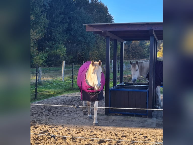 Arabian horses Mix Mare 15 years 14,2 hh Dun in Heidenau