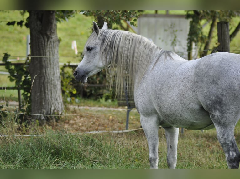 Arabian horses Mare 15 years 14,2 hh Gray-Dapple in Künzing