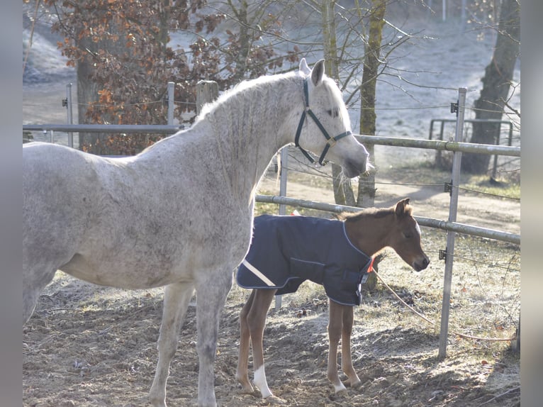 Arabian horses Mare 15 years 14,2 hh Gray-Dapple in Künzing