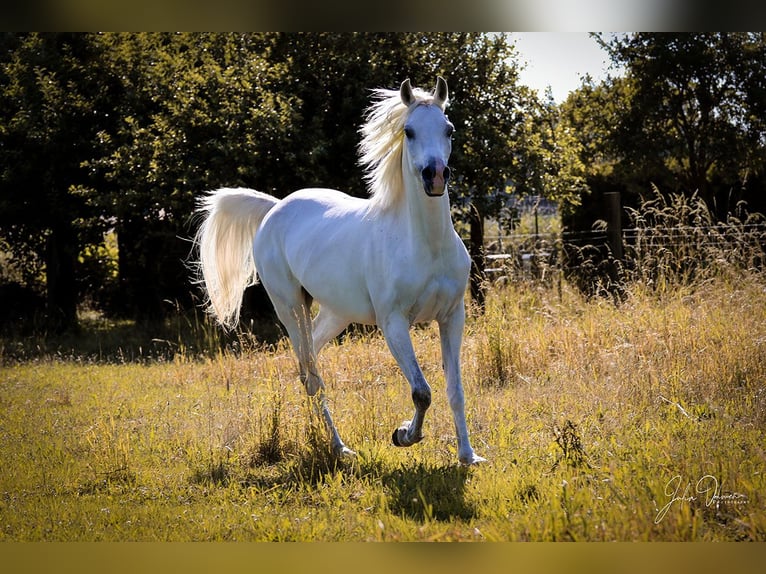 Arabian horses Mare 15 years 14,2 hh Gray in Nettetal