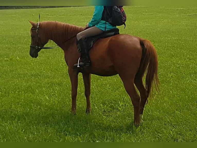 Arabian horses Mare 15 years 14,2 hh Chestnut-Red in Lennestadt