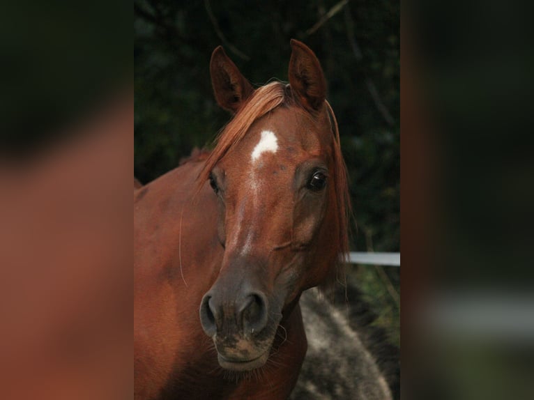 Arabian horses Mare 15 years 14,2 hh Chestnut-Red in Lennestadt