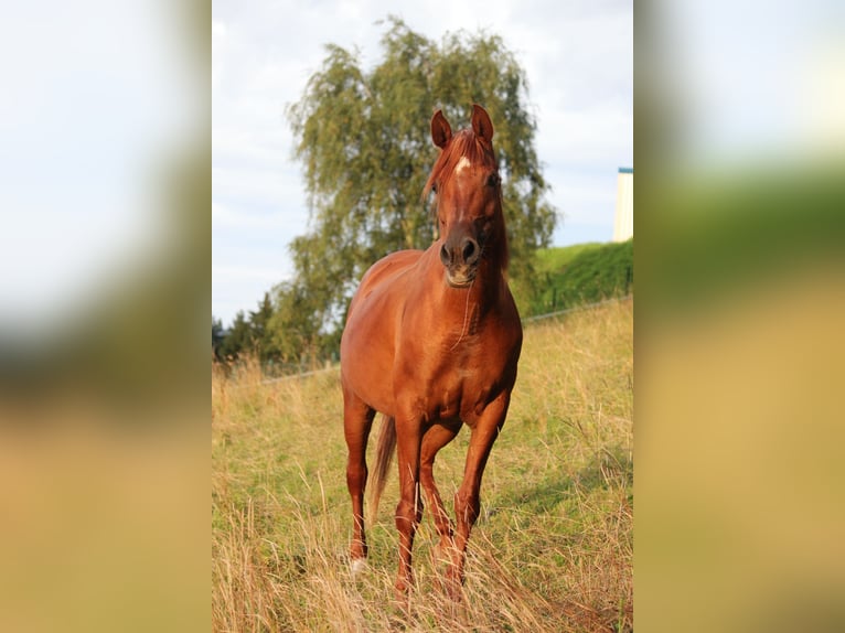 Arabian horses Mare 15 years 14,2 hh Chestnut-Red in Lennestadt