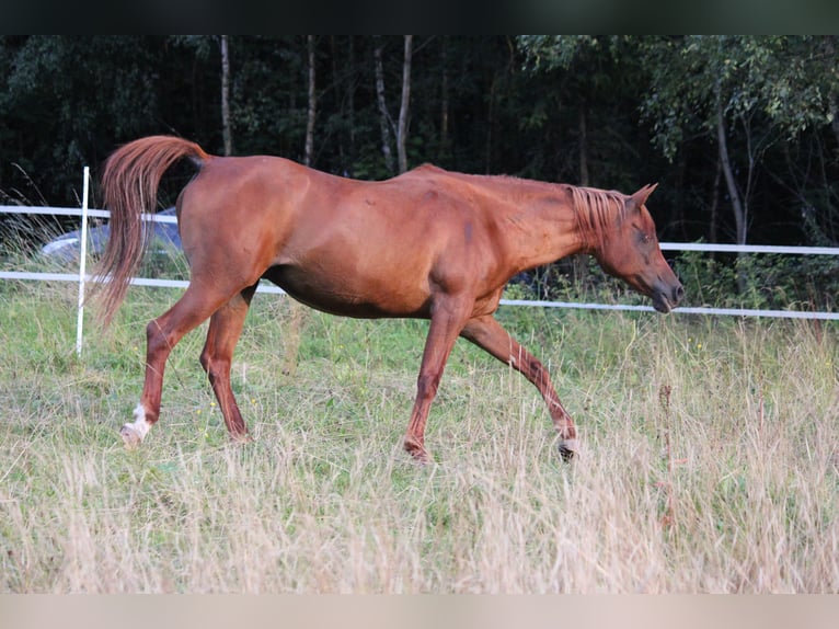 Arabian horses Mare 15 years 14,2 hh Chestnut-Red in Lennestadt