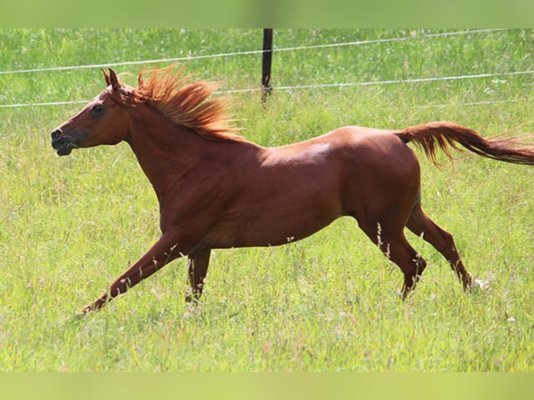 Arabian horses Mare 15 years 14,2 hh Chestnut-Red in Lennestadt