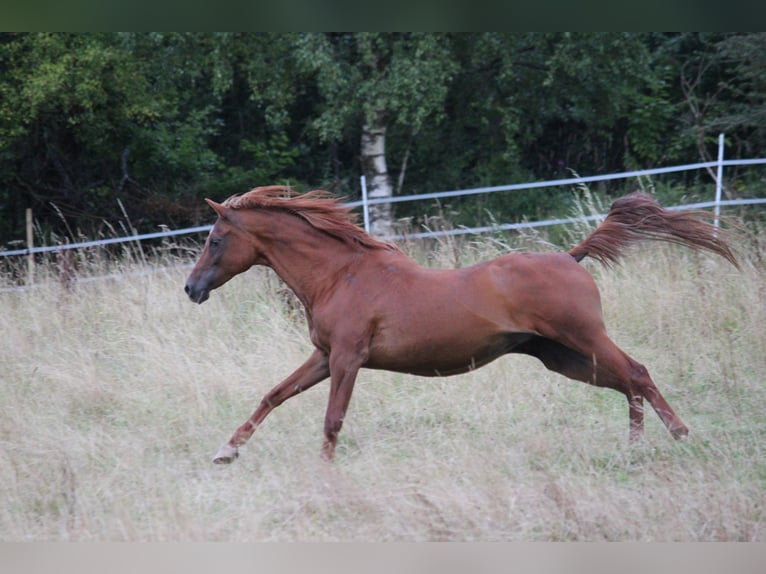 Arabian horses Mare 15 years 14,2 hh Chestnut-Red in Lennestadt