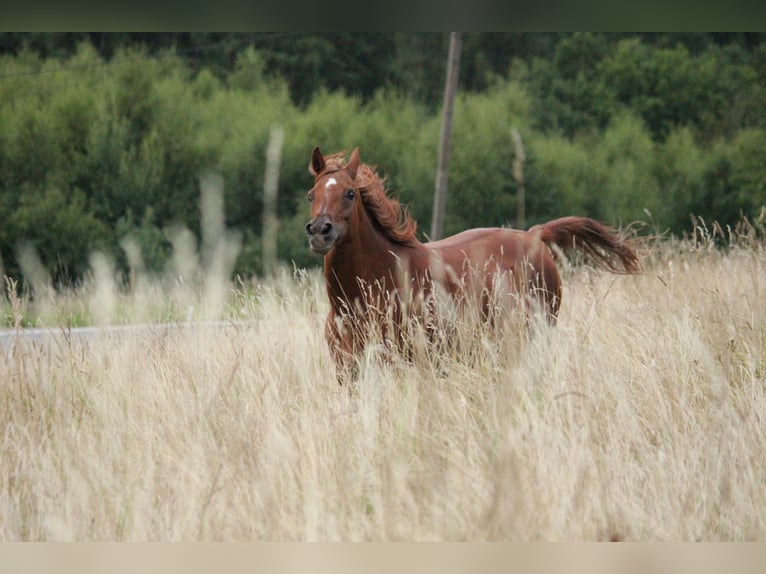 Arabian horses Mare 15 years 14,2 hh Chestnut-Red in Lennestadt