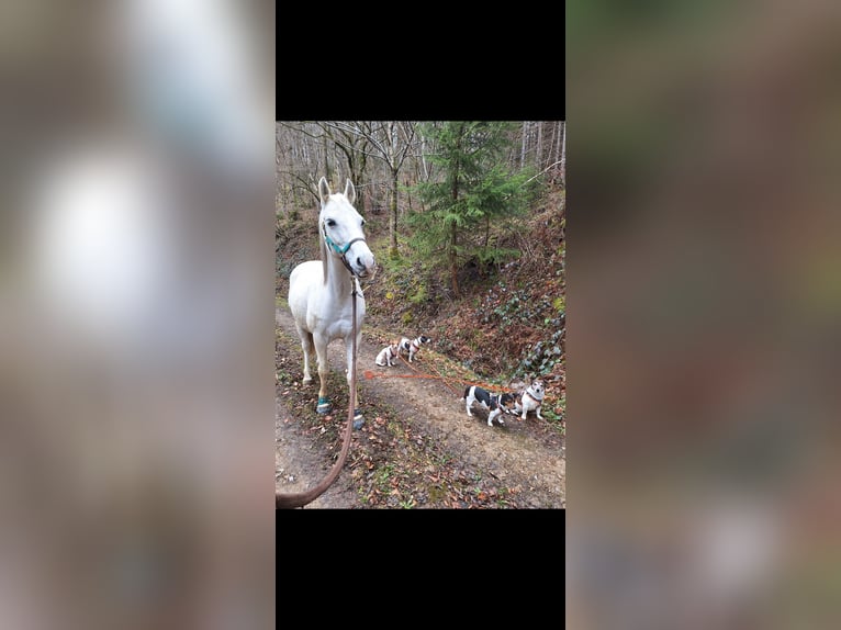 Arabian horses Mix Mare 15 years 14,2 hh Grey in Kierspe