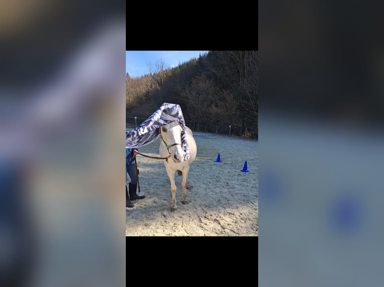 Arabian horses Mix Mare 15 years 14,2 hh Grey in Kierspe