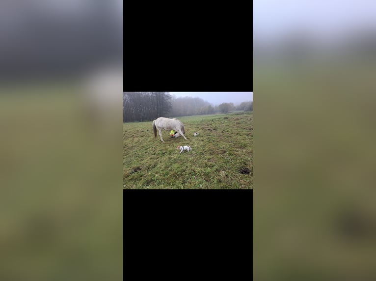 Arabian horses Mix Mare 15 years 14,2 hh Grey in Kierspe