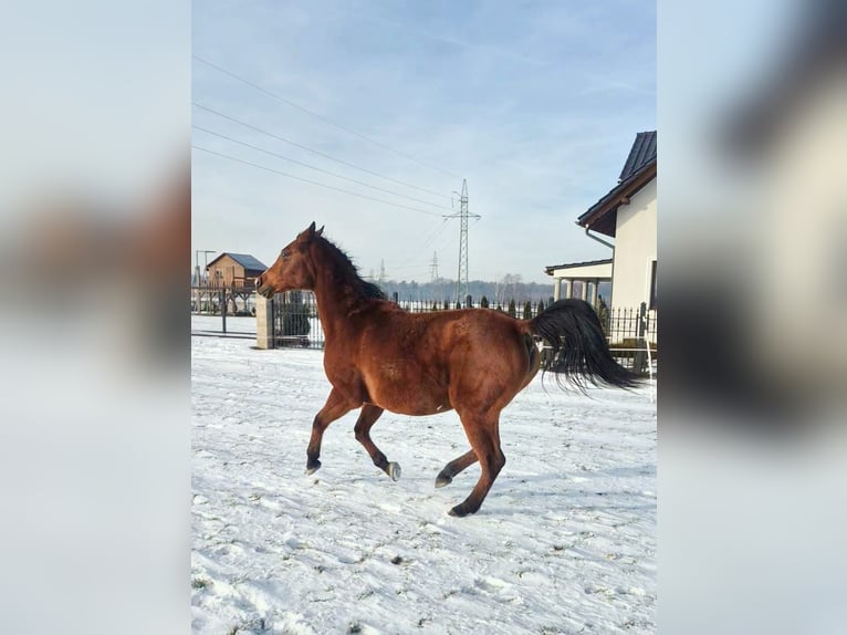 Arabian horses Mare 15 years 14,3 hh Brown in Chudów